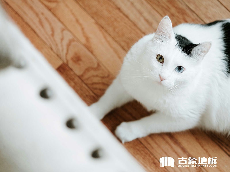 實木地板生蟲解決措施